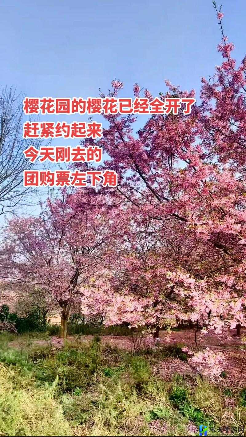 我可以深入了解你（的樱花）吗：日化与赏花体验