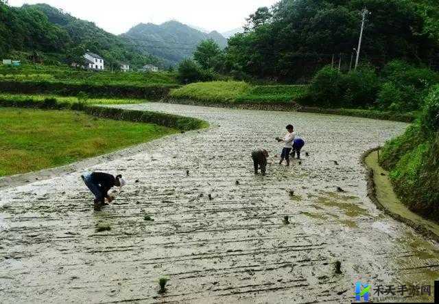 儿子耕种母亲的田地：代际传承的力量